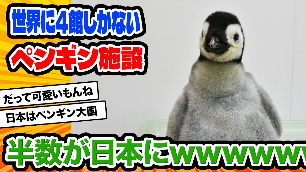 【2ch動物スレ】生後３ヶ月のコウテイペンギンの赤ちゃん、デカすぎワロタｗｗｗｗｗ
