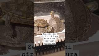 CIRI CIRI KURA KURA KENA PENYAKIT PNEUMONIA #turtle #kurakura #shortsfeed #shortvideo