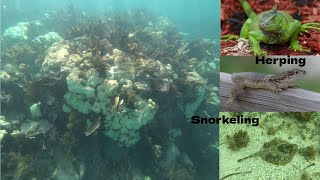 A Day Of Snorkeling & Herping In The Florida Keys