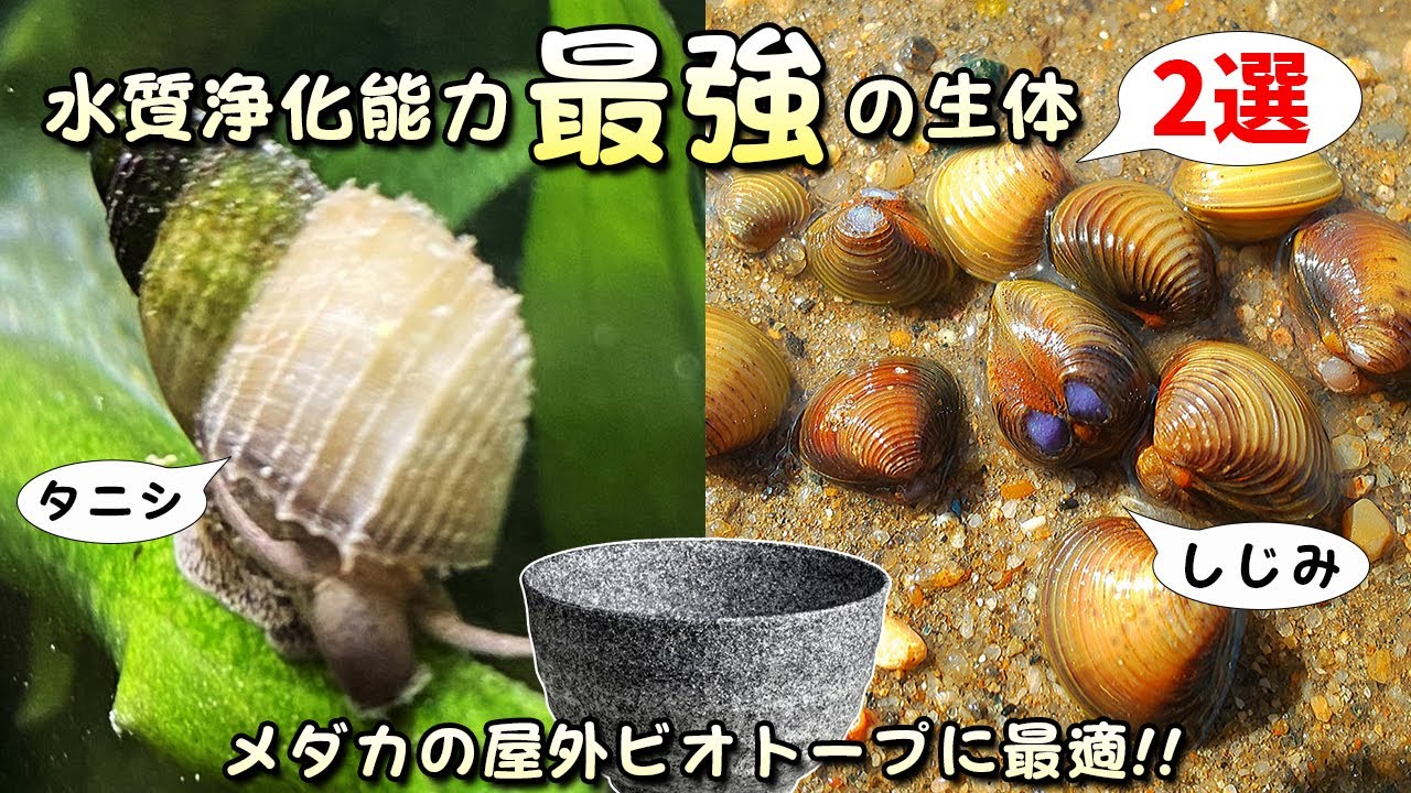 The water purification ability of the powerful organisms 