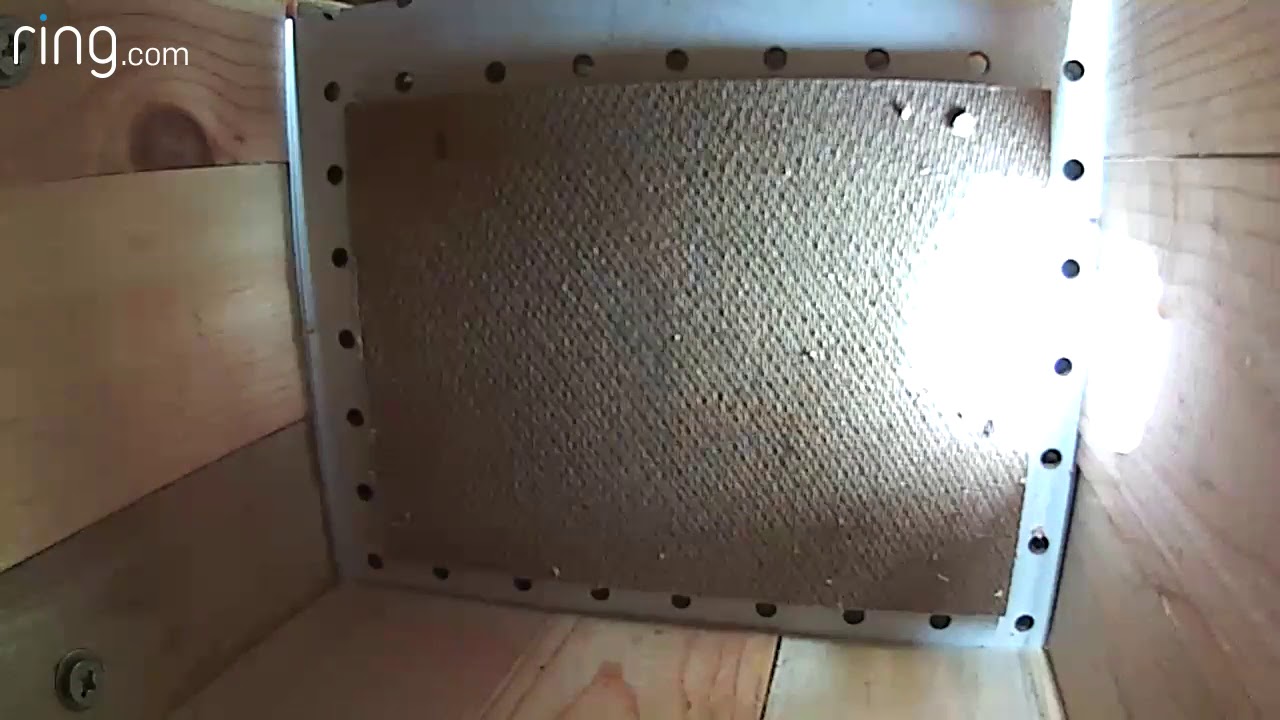 Wood pecker in Roosting box