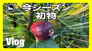 イチジク栽培】今シーズン初物 結果は？ - YouTube