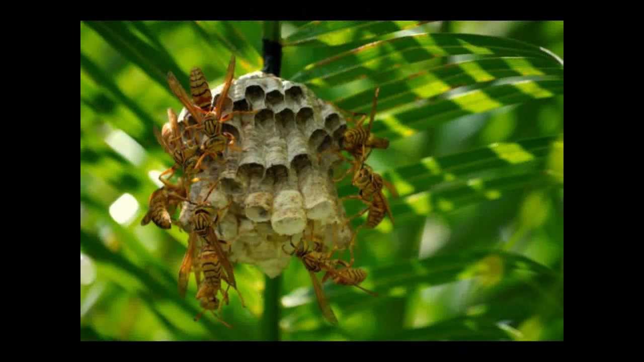 Monaster-Sexy Girl HD