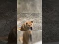 谁是真凶？村里劫匪行踪追踪