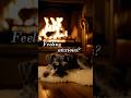 Relaxing Schnauzer Sleeping by the Fireplace 🔥 (Deep Calm) #shorts