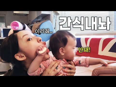 여러분! 아기 간식 도둑을 찾아주세요! [시베리안허스키(Siberian husky,シベリアンハスキー), 시바견(Shibainu,柴犬), 믹스견백설]