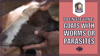 Westsidefarm | Identifying Worm/ Parasite Burdens in Goats