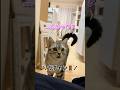 ママが帰宅直後にトイレに行ったらお出迎え猫がこーなっちゃった。 #猫動画 #お出迎え猫 #アメリカンショートヘア