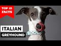 Italian Greyhound - Top 10 Facts の動画、YouTube動画。