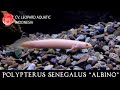 Polypterus senegalus albino the cute dinosaur fish for your tank leopard aquatic d003a