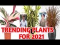 TRENDING PLANTS FOR 2021 TRENDING HOUSEPLANTS WITH NAMES..