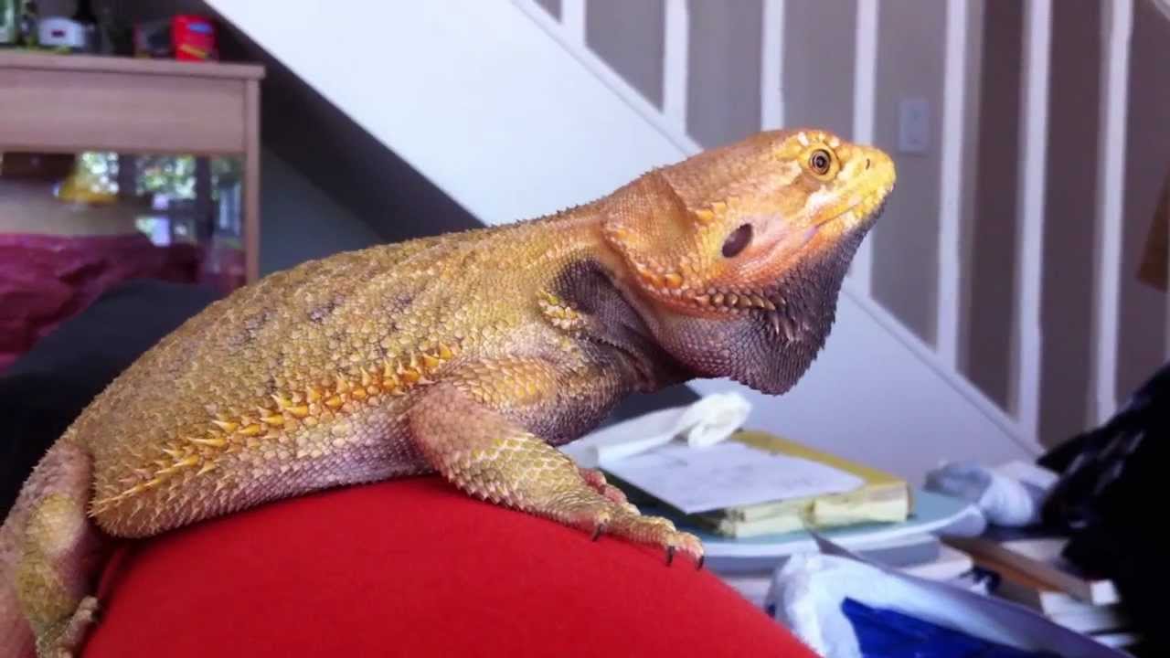 Trained Bearded Dragon YouTube