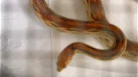 Male and female Cape Gopher snake