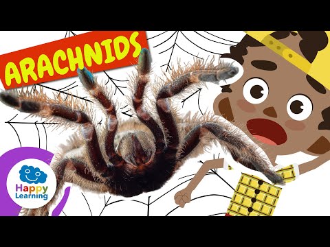 Arachnids: spiders, scorpions and more
