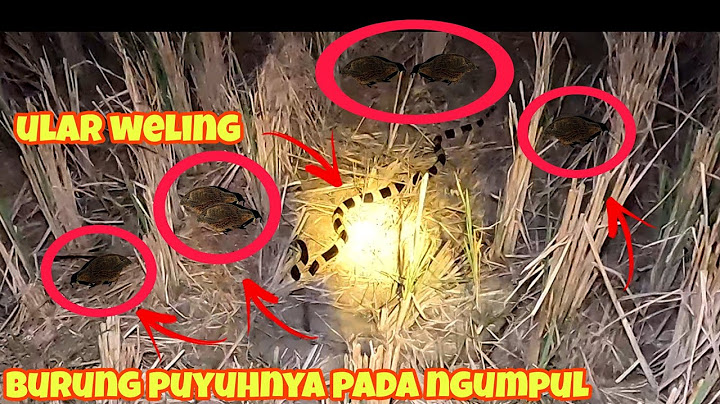 memecahkan rekor berburu burung puyuh di malam hari ‼️#petualangankami