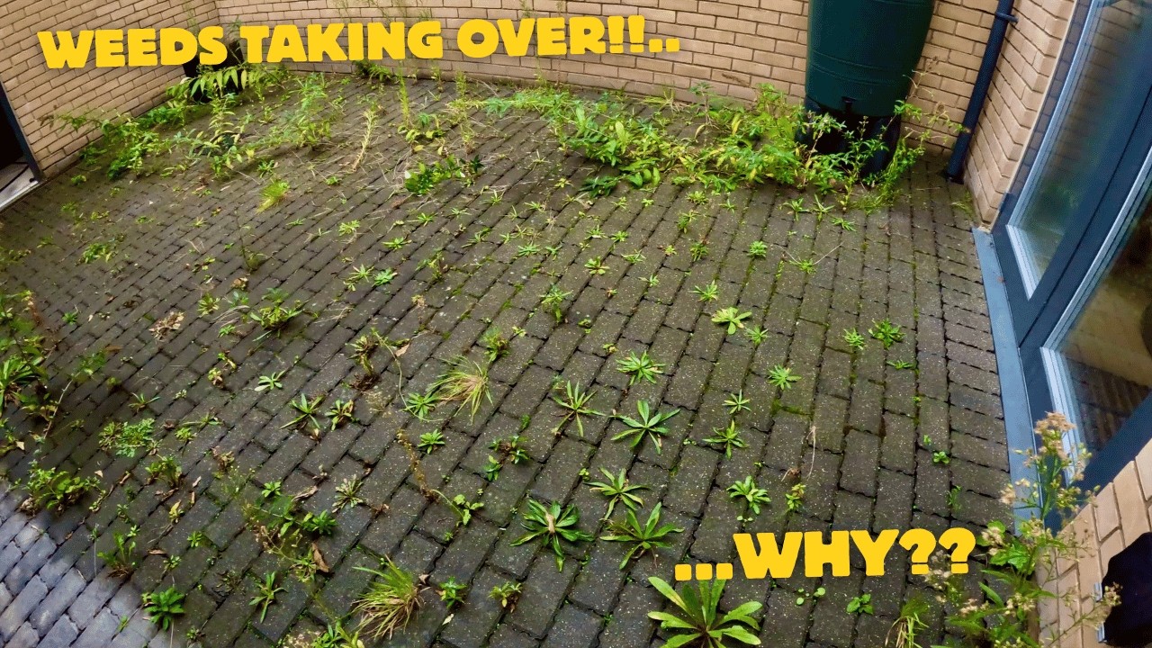 I Felt His FRUSTRATION! Ill Health Left His Yard NEGLECTED With RAMPANT WEEDS Taking Over!