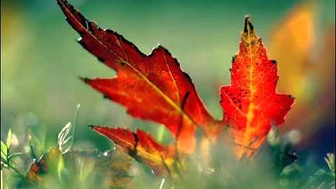 سورة عبس | ادريس ابكر HD