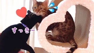 ナナちゃんハートのカリカリーナでテトに猛アタック！