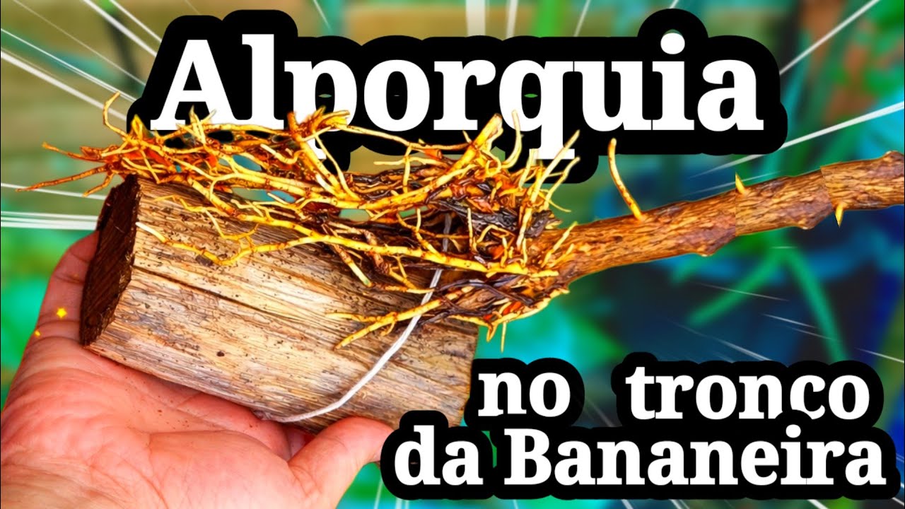 DUVIDO QUE VOCÊ JÁ TENHA  VISTO ISSO: ALPORQUIA COM O TRONCO DA BANANEIRA TÉCNICA EXPERIMENTAL 