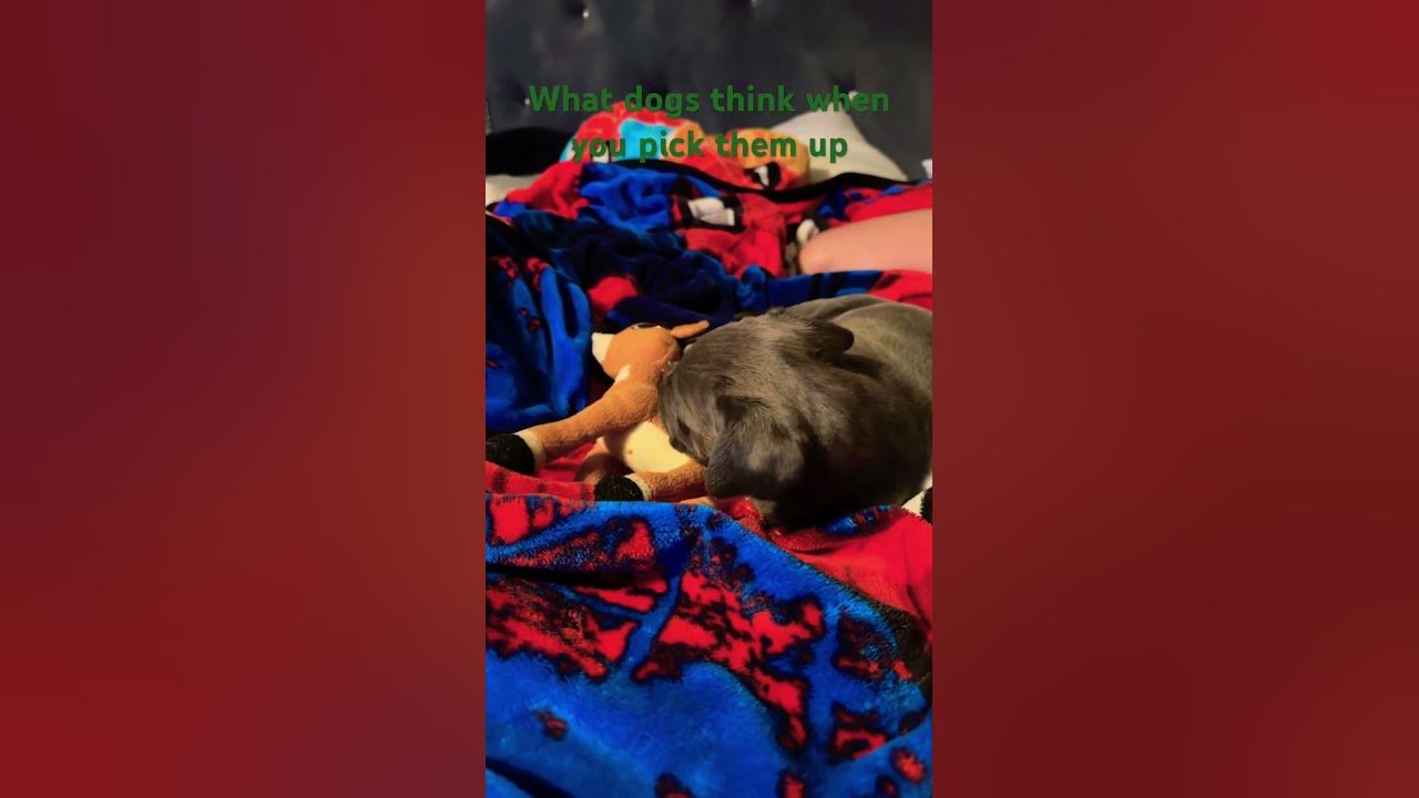 what-your-dog-thinks-when-you-pick-them-up-lol-youtube