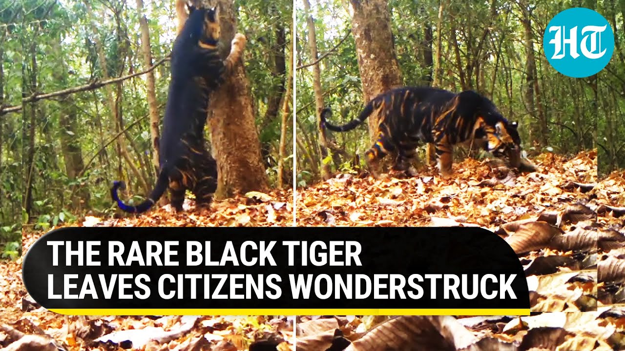 Rare Black Tiger seen marking its territory in Odisha National ...