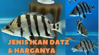 Jenis Ikan Datz  / Tiger fish dan Harganya