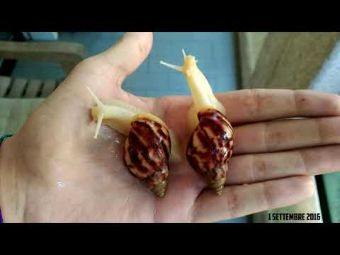 Video: A Giant Snail With A Rabbit Face Confused Netizens - Alternative View