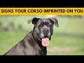 5 Signs Your Cane Corso Sees You as Their Parent