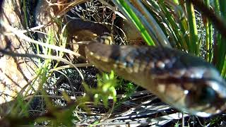 Boomslang attack on two nestling Cape Rockjumpers