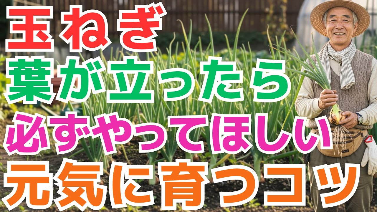 【99％の家庭菜園が知らない】【玉ねぎ】葉がしっかり立って根づいたら、これだけは必ずやってください。たった一つの手入れで、玉ねぎの成長がぐんと良くなります。