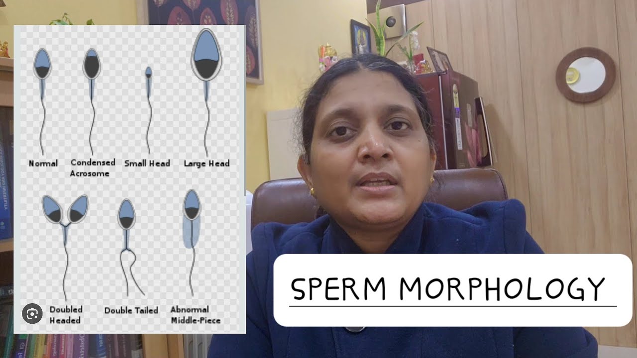 what-is-sperm-morphology-youtube