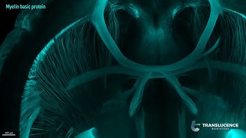 Myelin Basic Protein (MBP) | Whole-Mouse Brain