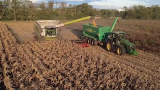 Zber kukurice 2025 | Claas Lexion 8800 TT | John Deere  | Donau Farm Semat 