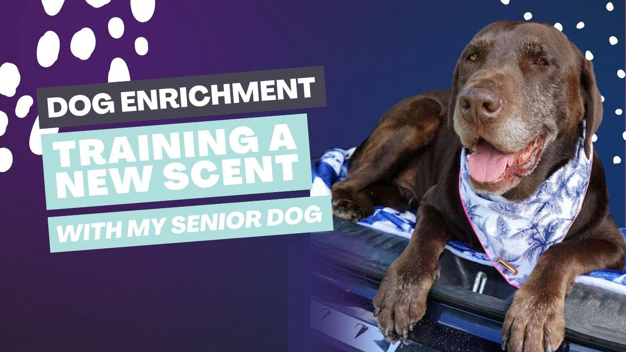 Unlock Canine Enrichment: A Guide for Dog Lovers [From a Certified Expert]  