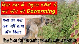 How to do dog deworming naturally without medicine || डॉग की नेचुरल तरीके से कैसे करे डीवर्मिंग