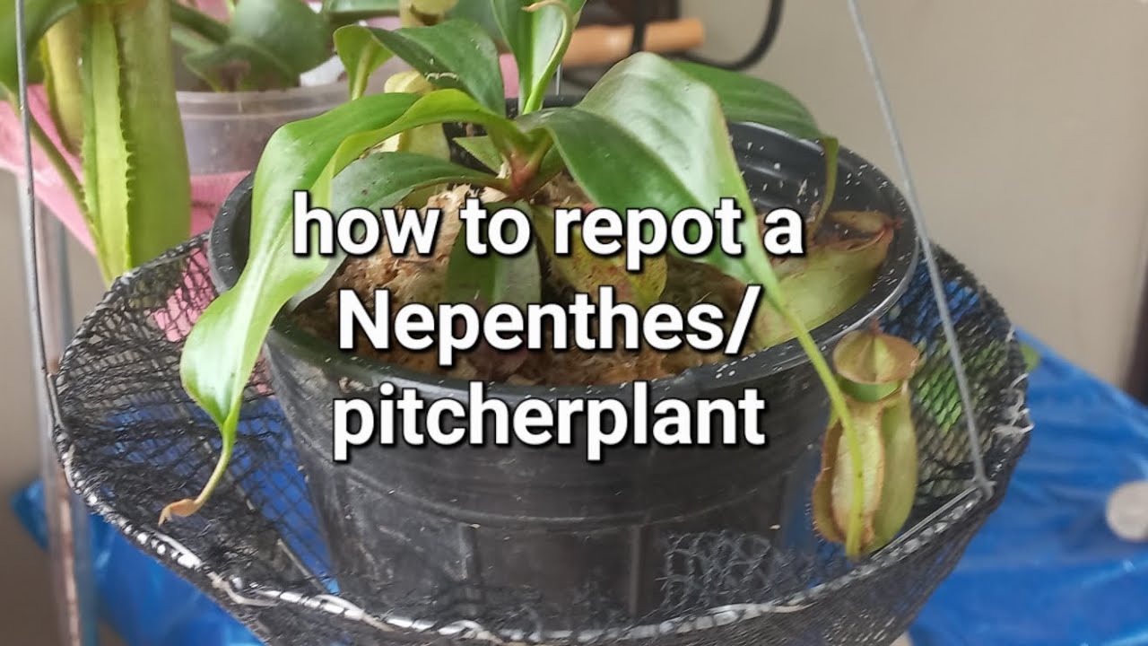 How to repot a Nepenthes/pitcherplant and using a cocopeat? YouTube