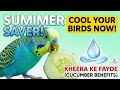 Birds ko Kheera (Cucumber) khilane ke( 5 )bade fayde! 🦜 | Bird Gyaan Official #birds