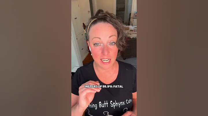 Video 8900201: sphynx cats pets, sphynx hairless cat, sphynx kitten, adopt sphynx, pet grooming