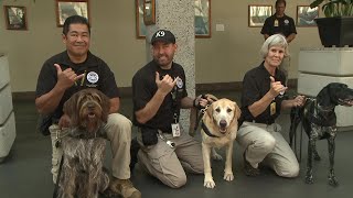 Meet the canines working to keep you safe at the airport