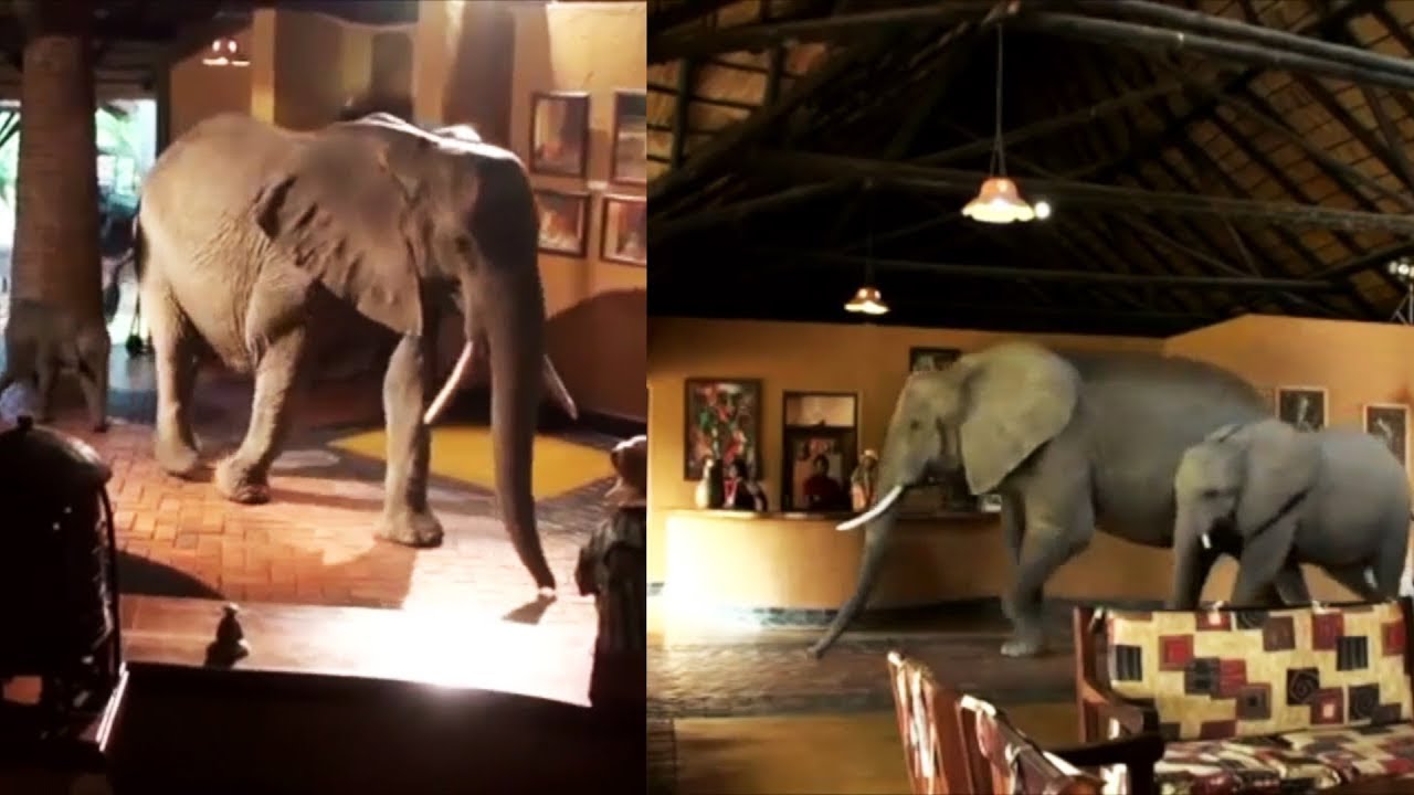 elephant hotel tour