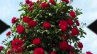 Video thumbnail of "FAIRPORT CONVENTION - The rose Hip.wmv"