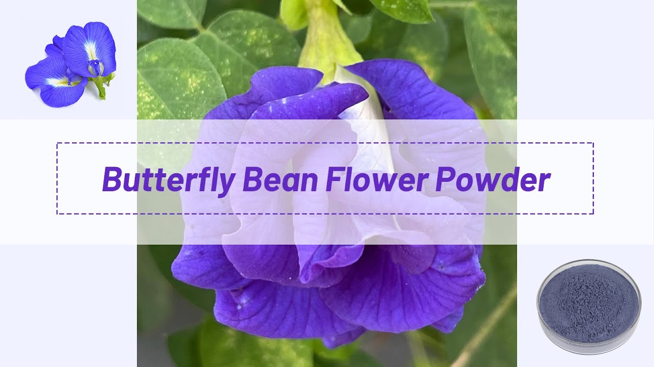 [Butterfly Pea Tea Powder]Free Sample Food Grade Natural Color