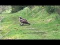 Osprey bird on a fishery near york