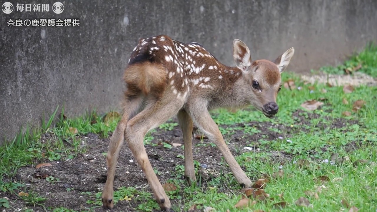 奈良公園でシカの赤ちゃん誕生 今年初 Youtube