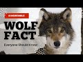 Incredible wolf facts everyone should know