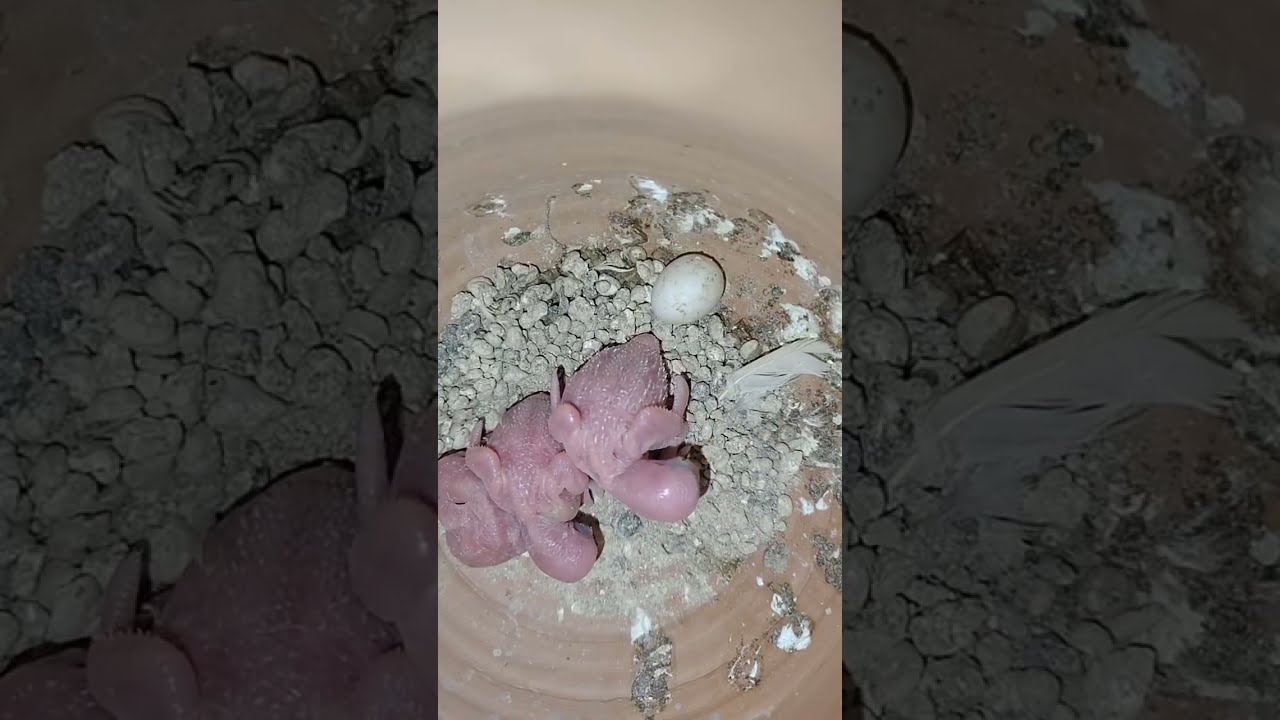 Budgies World ❤️🎀