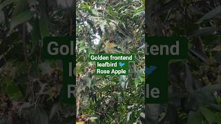 Golden fronted leafbird | Rose Apple/Syzygium Jambos #shortsfeed #ytshorts #leafbird #roseapple