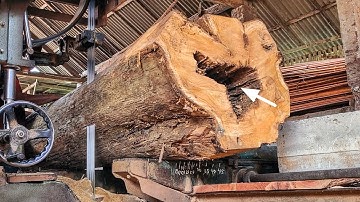 Amazing! The discovery of hollow teak wood is full of beautiful surprises
