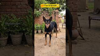 कुत्ते ने मालिक की पोल खोल दी #funny #thetharpuns #aalupyajj