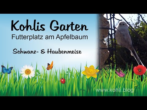 Schwanzmeisen &amp; Haubenmeise bei der Futterstelle am Apfelbaum